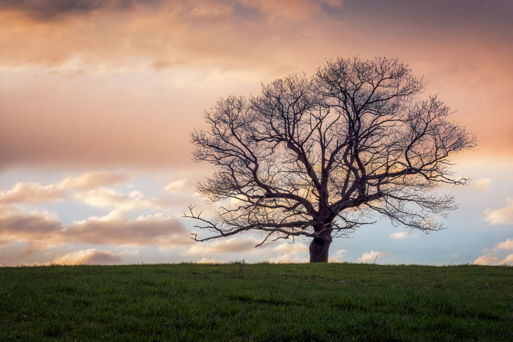 Solo Tree against the clouds at Gibbet Hill