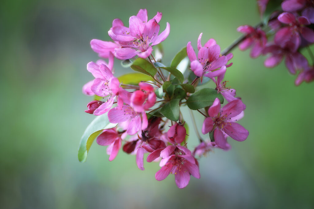 Pink crab apple flowers bloom against blurred green background