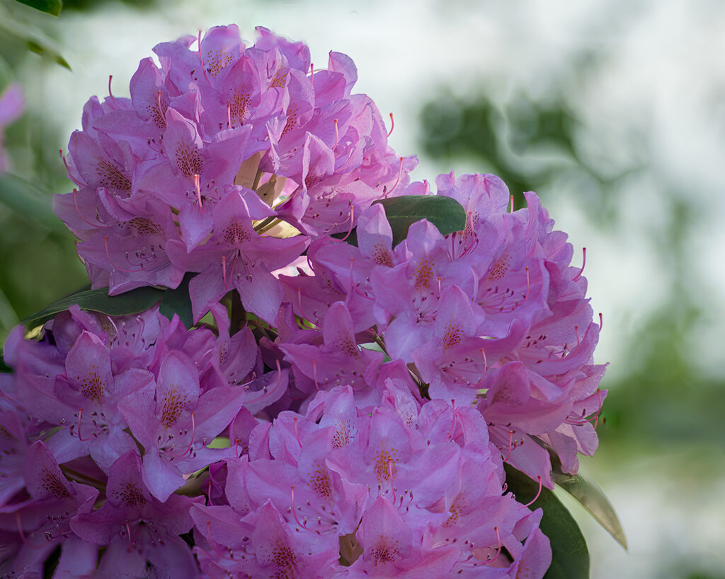 Rhododendron flowers blooms against the sky